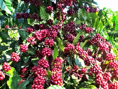 Giá cà phê hôm 4/9: Robusta hồi phục, thu hẹp khoảng cách với Arabica