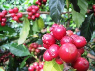 Giá cà phê hôm 05/10: Arabica tăng trở lại khi đồng USD giảm mạnh