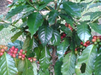 Giá cà phê hôm nay 5/5: Fed nâng lãi suất đẩy giá cà phê gặp khó