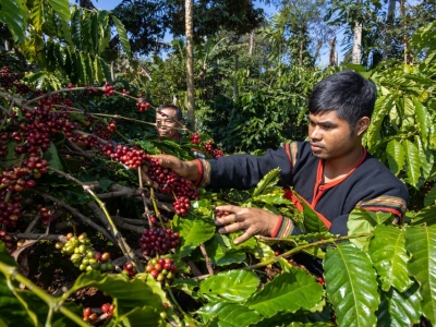 Giá cà phê hôm 5/7: Thận trọng chờ động thái tăng lãi suất của Fed