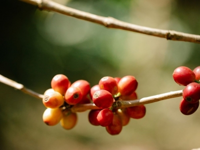 Giá cà phê hôm 5/9: Robusta tiếp tục tăng, trong nước gần 67.000 đồng/kg