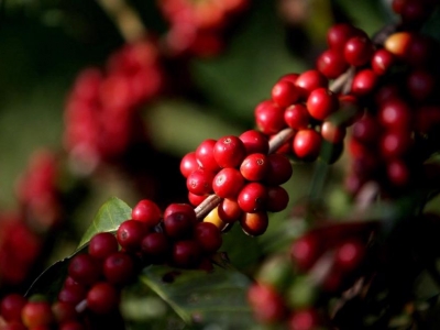 Giá cà phê hôm 09/4/2025: Robusta hồi phục, Arabica tiếp đà giảm