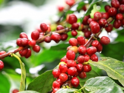 Giá cà phê hôm 14/8: Dự báo cà phê tuần này, Robusta tiếp tục tăng?