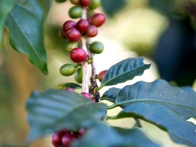 Giá cà phê hôm 6/9: Arabica tăng do thời tiết mưa nhiều tại Brazil