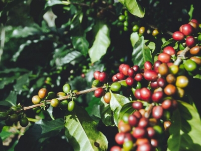 Giá cà phê hôm 07/4: Arabica tiếp tục tăng khi xuất khẩu toàn cầu giảm