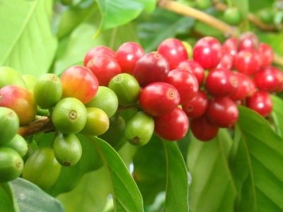 Giá cà phê hôm 7/7: Arabica tăng trở lại, lượng tồn kho dần cạn