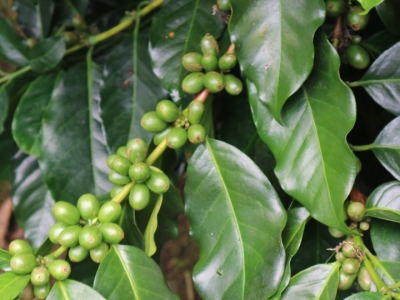 Giá cà phê hôm 7/9: 2 nguyên nhân đẩy giá cà phê tiếp tục tăng