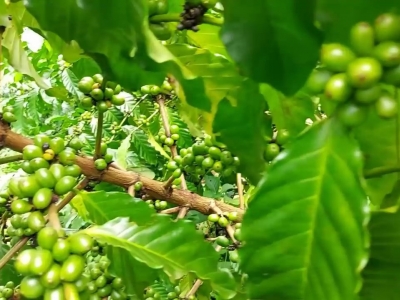 Giá cà phê hôm 08/4/2025: giảm giá mạnh, cà phê bao giờ ngừng lao dốc?