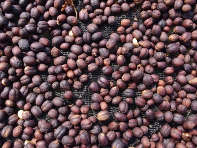 Giá cà phê hôm 08/11: Dự báo đợt hồi phục cho Robusta