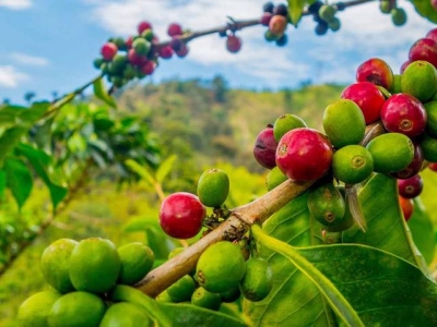 Giá cà phê hôm 08/4: Lo ngại thiếu nguồn cung thúc đẩy thị trường tăng