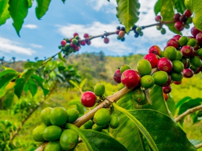 Giá cà phê hôm 31/8: Tiếp tục tăng trước kỳ nghỉ lễ, gần 67.000 đồng/kg