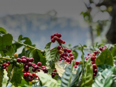 Giá cà phê hôm 08/6: Tiếp tục thăng hoa, cà phê trong nước tăng mạnh