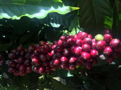 Giá cà phê hôm 9/2: Arabica tăng mạnh, trong nước cao nhất 41.000 đồng/kg