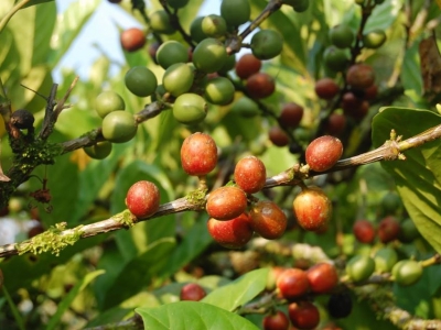 Giá cà phê hôm 27/10: Diễn biến sốc, trong nước về gần 40.000 đồng/kg