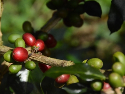 Giá cà phê hôm 28/7: Robusta tiếp tục tăng, trong nước gần 68.000 đồng/kg