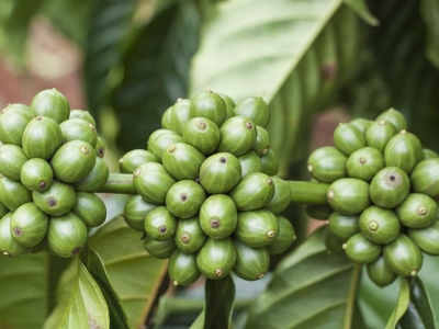 Giá cà phê hôm 9/8: Đồng loạt tăng, trong nước vượt 45.000 đồng/kg