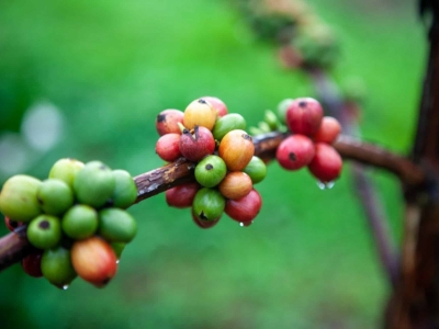 Giá cà phê hôm 29/9: Robusta tăng trở lại, trong nước cán mốc 67.000 đồng/kg