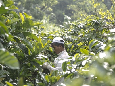 Giá cà phê hôm 3/10: giải mã cú quay xe bất ngờ của cà phê