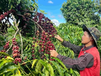 Giá cà phê hôm 8/11/2025: tăng mạnh trở lại, Robusta dẫn dắt 2 sàn hồi phục