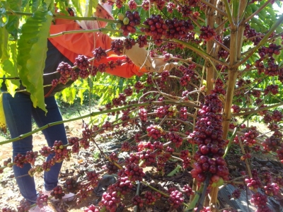 Giá cà phê hôm 27/3/2025: 3 nguyên nhân khiến cà phê rơi mạnh từ đỉnh