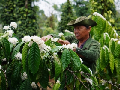 Giá cà phê hôm  29/3/2025: Arabica tăng trở lại, sàn London tiếp tục lao dốc