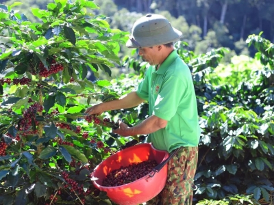 Giá cà phê hôm 15/9/2025: Arabica kỳ vọng lập đỉnh lịch sử