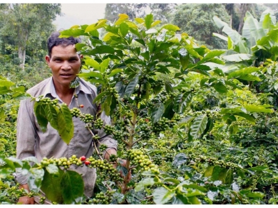 Giá cà phê hôm nay 1/10/2025: đồng USD hỗ trợ 2 sàn cùng tăng trở lại