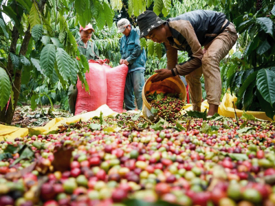Giá cà phê hôm 21/8/2025: tiếp tục tăng cao, trong nước vượt 120.000 đồng/kg
