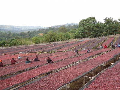 Giá cà phê hôm 07/10/2025: USD tăng, vàng lập kỷ lục hút vốn của cà phê