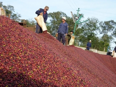 Giá cà phê hôm nay 29/11/2025: 2 sàn tiếp tục tăng trong phiên giao dịch cuối tuần