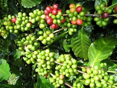 Giá cà phê 30/9: 2 ngày mất gần 1.000 đồng/kg, cà phê Việt nguy cơ dưới mốc 31.000 đồng/kg