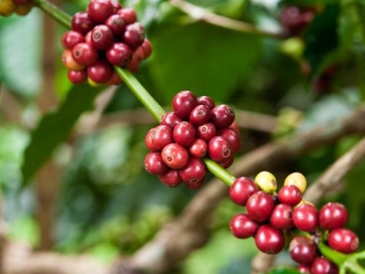 Giá cà phê 29/10: Giới đầu cơ nghe ngóng diễn biến mưa lũ, cà phê trồi sụt liên tục.
