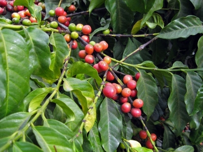 Giá cà phê 09/10: Đồng loạt tăng nhẹ, dự đoán sản lượng cà phê Việt đang gây nhiễu loạn thị trường