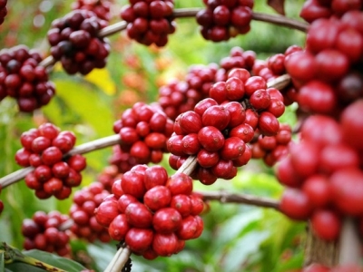 Giá cà phê hôm 28/10: Robusta tăng nhẹ, Arabica kìm hãm đà giảm